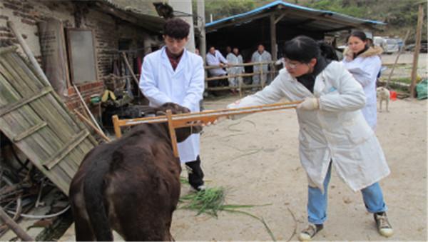 贵州:贵州大学到黎平县进行黎平黄牛肉质及相关主效调控基因的课题