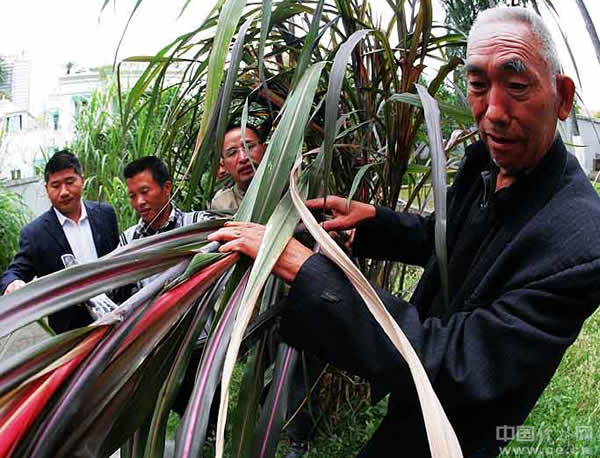 非洲引进人口_非洲饥饿儿童图片(3)