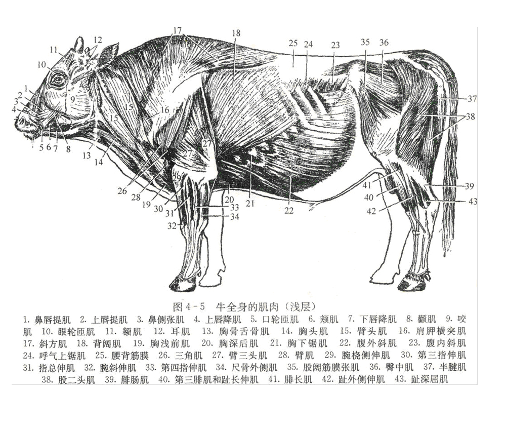 肌肉是牛运动器官的组成部分